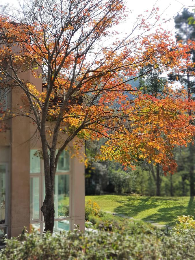 Around The Tree Manor Leilighet Shitan Rom bilde