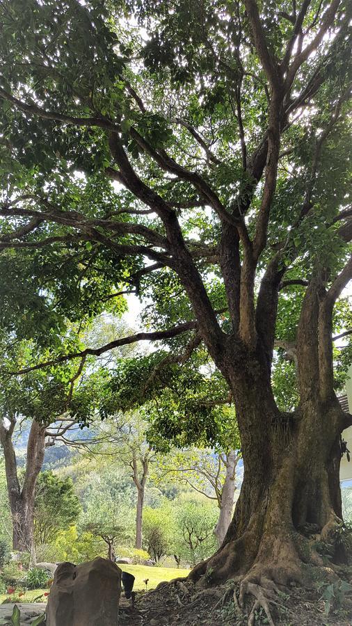 Around The Tree Manor Leilighet Shitan Rom bilde
