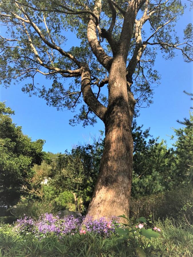 Around The Tree Manor Leilighet Shitan Rom bilde